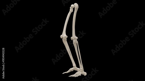 Human skeleton leg and foot walk cycle 360 degree rotating animation