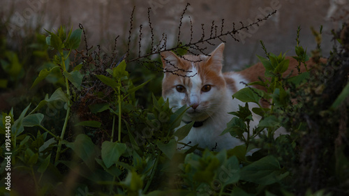A cat walks in the grass with wildflowers