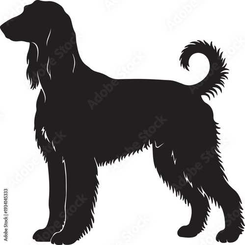 Afgan hounds in silhouette on white background.