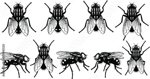 Housefly Insect Silhouette Vector Set featuring Common House Fly Musca Domestica in Various Top and Side Views for Pest Control Design