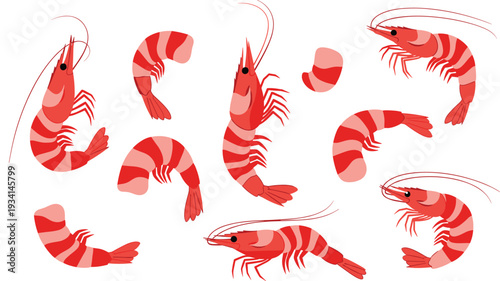 Set of red shrimp and prawn vector illustrations featuring whole shellfish and peeled tails for seafood restaurant menu and culinary design