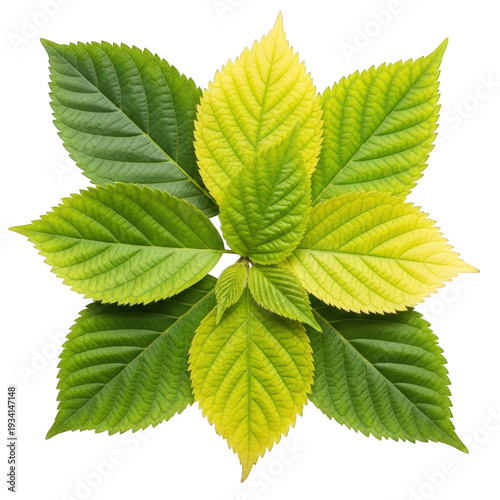 Vibrant green and yellow leaves arrangement isolated on transparent background