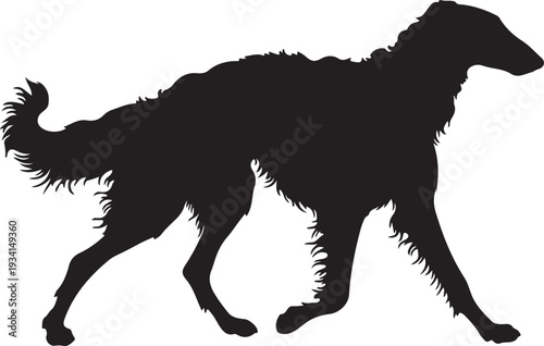 Borzoi dog in silhouette.