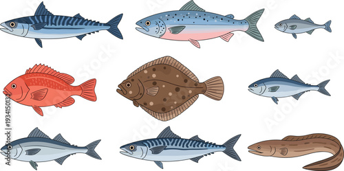 Sea Fish Collection with Salmon Tuna Mackerel Flounder and Eel Marine Seafood Species Isolated Flat Vector Illustration Set