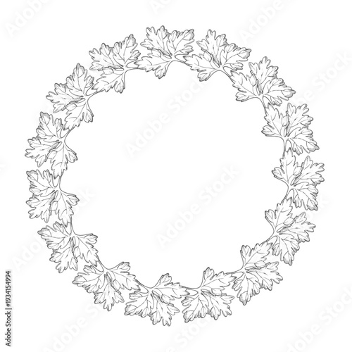 Wreath of parsley. Vector ink styled handmade illustration. For packaging design, cards, cover, prints, product labels and fabric.