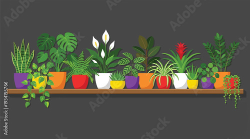 Variety of green house plants in colorful pots on a wooden shelf