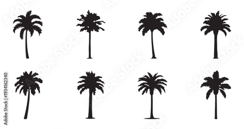 Detailed tropical palm tree silhouettes with diverse leaf textures for summer paradise and coastal layouts