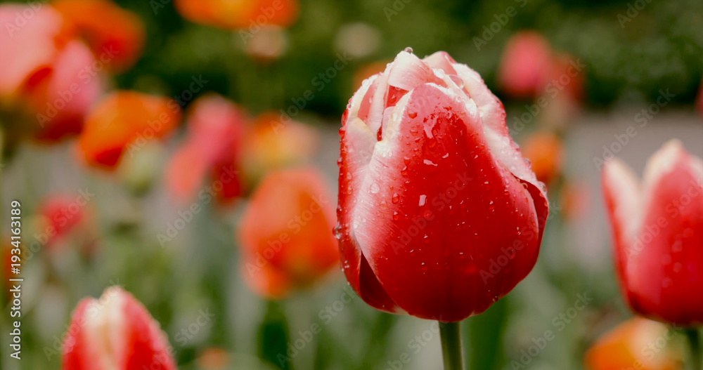 Fototapeta premium Red tulip with raindrops stands out among colorful flowers in a garden during springtime