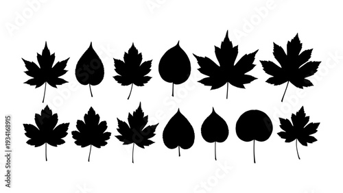A set of 12 various leaf shapes in black silhouette against a plain white backdrop, showcasing different types of leaves