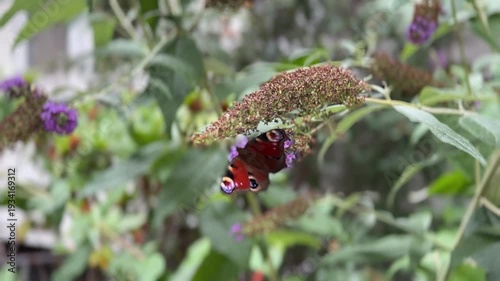 Peacock Butterfly Feeding On Purple Buddleja Flowers In A Garden Natural Light Close Up Shot Vibrant Colors