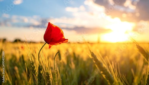 Vivid red poppy stands tall in golden wheat field bathed in warm sunlight