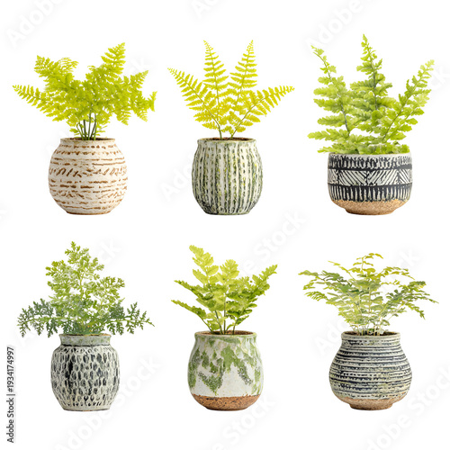 Potted fern plants in striped ceramic vases minimalist home decor green foliage