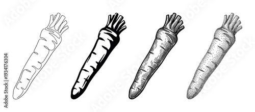 Four different stylized carrot vegetable root illustrations presented in various artistic drawing styles and techniques.