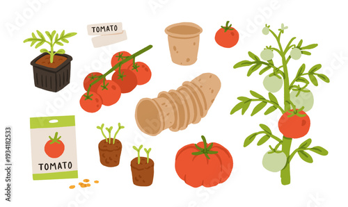 Tomato growing stages set with seeds, seedlings, plant in pot and ripe vegetables on vine. Flat vector illustration of home gardening process, organic farming and harvest elements