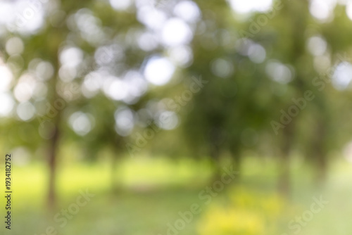 Принти на полотні Blurred green forest background with natural bokeh light,Abstract blurred green nature background of trees in the park with soft sunlight and beautiful round bokeh circles