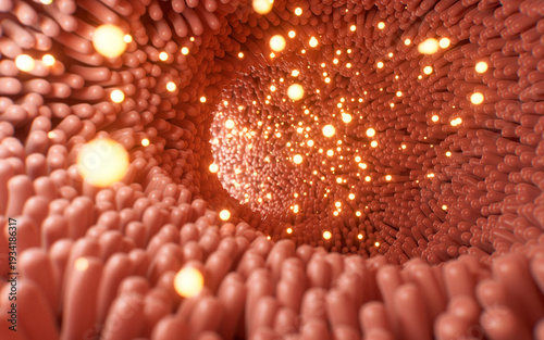 Fleshy intestinal canal lined with soft villi, 3d rendering.