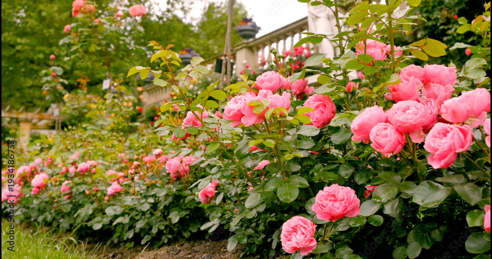 Naklejka premium Roses bloom in a garden near a walkway during daylight hours in a public park setting