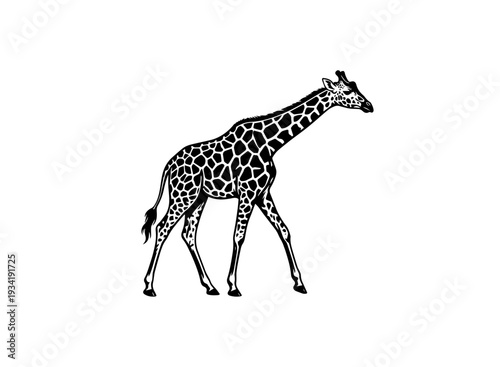 A majestic giraffe walking gracefully across the savannah with its long neck extended isolated on transparent background, isolated on white background, Vector