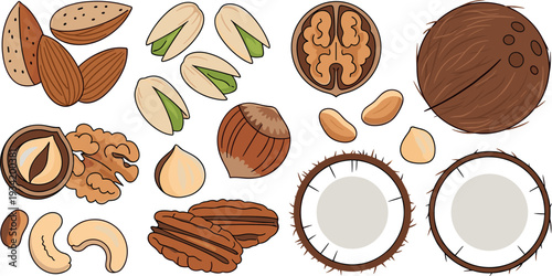 Assorted nuts vector illustration with almond pistachio walnut hazelnut pecan cashew and coconut set