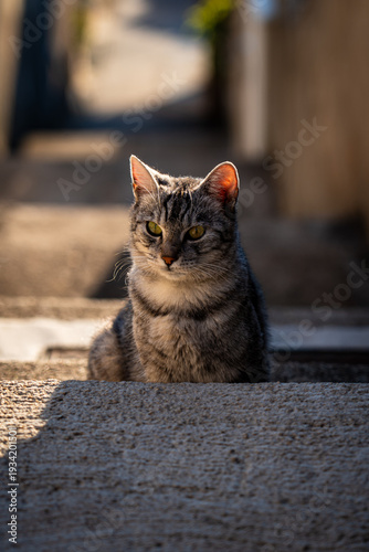 Slika na platnu portrait shot of domestic short haired silver grey and black small cat sat behin