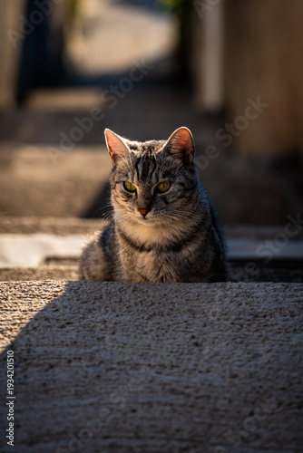 Quadro em tela portrait shot of domestic short haired silver grey and black small cat sat behin