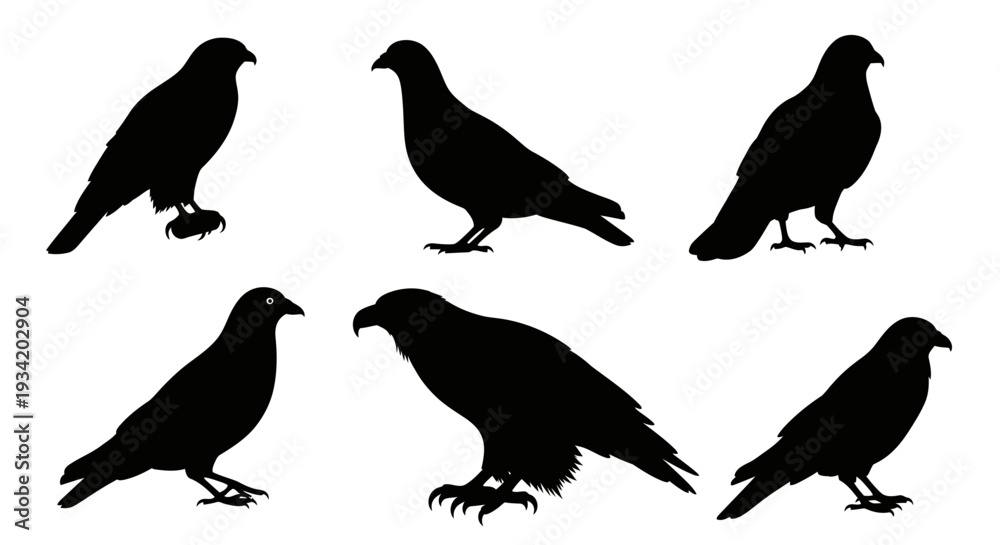 Fototapeta premium Bird Silhouettes Set, Various Hawk and Eagle Poses on White Background