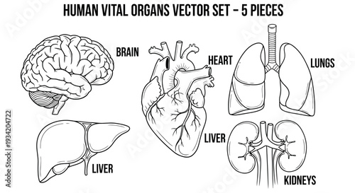 Detailed anatomical vector illustrations of essential human internal organs, including the brain, heart, lungs, liver, and kidneys, presented as a medical graphic set for educational purposes