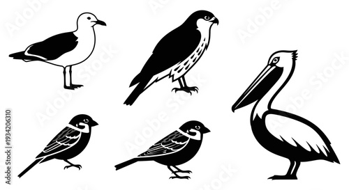 Collection of diverse bird species in black and white graphic illustration