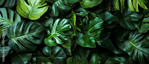 Vibrant green monstera leaves create a lush tropical background, showcasing the plant's distinctive split-leaf pattern and varied shades of green