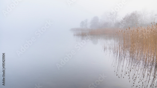 Fog on the lake shore with dry reeds, tree. where would you go? on the way to nowhere, you found mist and fog. single tree and reed on the shore