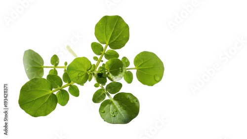 Watercress plant sprig with round green leaves and water drops on top