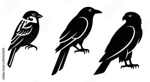 Diverse bird silhouettes: sparrow, crow, and hawk in black and white graphic style