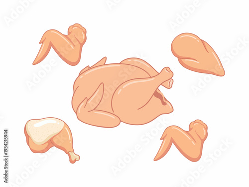 ​Raw Chicken Meat Parts and Whole Chicken Carcass Illustration Set
