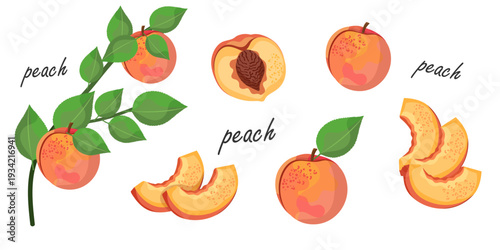 Peach fruit collection with leaves and slices, vector illustration set