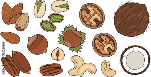 Mixed nuts vector illustration set with almond pistachio walnut hazelnut cashew pecan and coconut