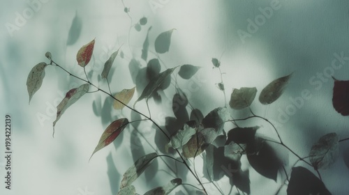 A shadow of a tree projected on a wall, suitable for nature or abstract concepts, creating a simple yet evocative pattern with light and silhouette.