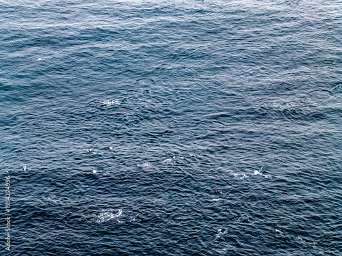 Картината върху платно Aerial view of common dolphins feeding above huge dragnet in Donegal Bay, Irelan