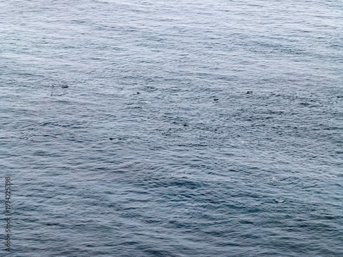 Принти на полотні Aerial view of common dolphins feeding above huge dragnet in Donegal Bay, Irelan