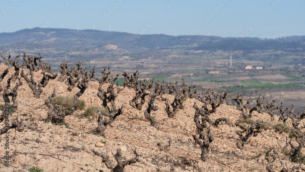 Obraz premium Hillside Vineyard with Gnarled Pruned Vines and Valley Landscape View