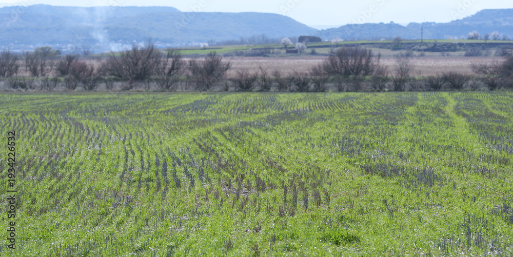 Fototapeta premium Green Crop Field With Tractor Tracks and Distant Hills in Spring