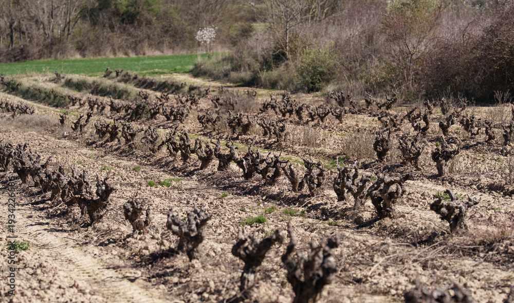 Fototapeta premium Pruned vineyard rows in early spring countryside landscape