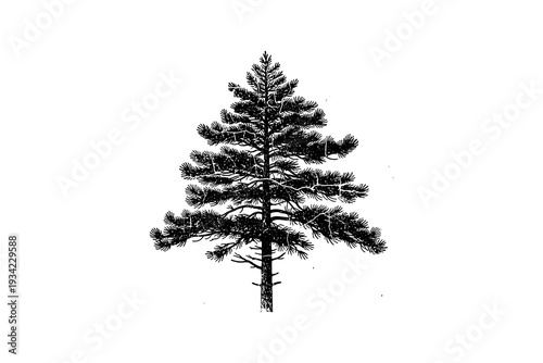 Detailed pine tree silhouette on white background