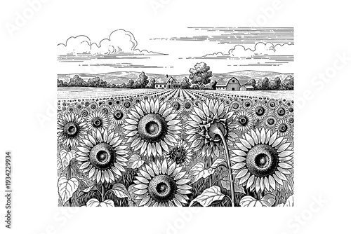 Black and white countryside with sunflower fields and rustic farmhouse