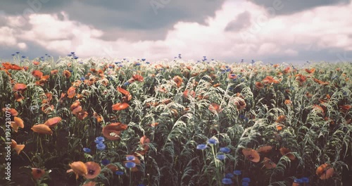 Vibrant wildflowers bloom across a vast field, showcasing shades of red and blue. Tall grass sways gently beneath a cloudy sky, creating a serene and picturesque landscape.