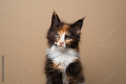 studio portrait of a fluffy maine coon calico kitten looking at camera against beige or brown background with copy space