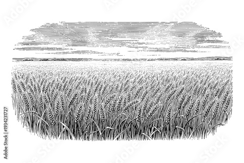 Monochrome landscape of wheat field with sketched sunrise horizon