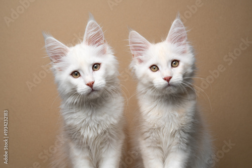 studio portrait of two fluffy white maine coon kittens side by side looking at camera curiously