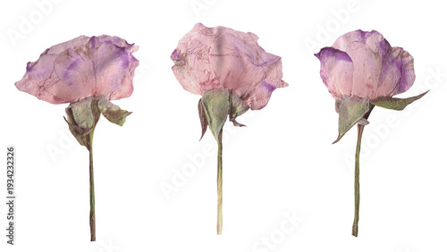 Fotografie Scrapbook Dried Purple Rose Collection