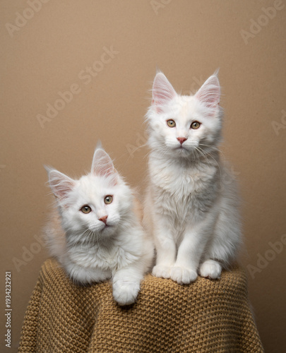 two fluffy white maine coon kitten siblings side by side studio portrait on beige or brown background with copy space