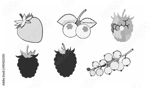 Black and White Berry Collection Botanical Vector Illustration